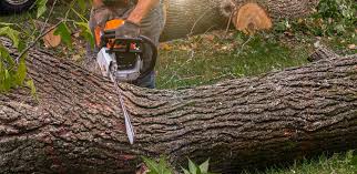 How Our Tree Care Process Works  in Scotts Hill, TN