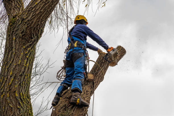 Professional Tree Services in Scotts Hill, TN